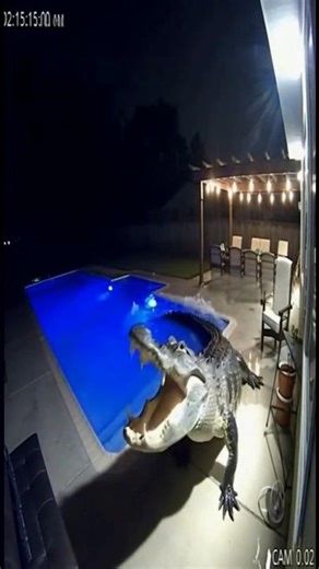 Alligator Jumps Fence and Attacks — Full CCTV Footage! #shorts #aishorts #ytshorts #funny