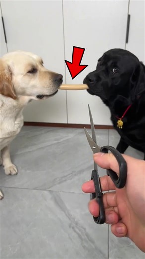 Dos perros pelean por comida, ¿qué hará el dueño?