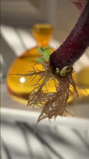 How to propagate an African Violet #africanviolet #propagation #houseplants #plants