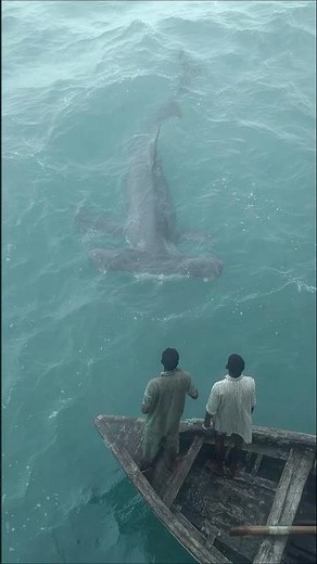 SCARY Hammerhead Shark Close Encounter Off The Coast Of India