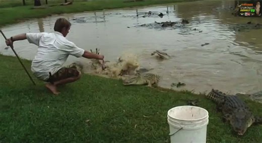 Aussie crocodile man crocodile attack compilation | Top 10 crocodiles vs croc dude