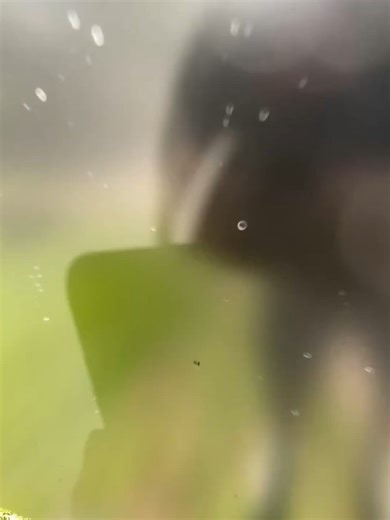 Modern mailbox By Mailbox Factory FL, Custom Mailbox fabrication and Installation call us 786-583-4659 aluminum material - powder coating - paint - Floating numbers - Box (Approved by the USPS) - Solar lights - Base and pebbles (Additional price) #mailbox #mailboxes #mailboxesfl #frame #aluminum #powdercoatedframe #solarlights #florida #westpalm #westpalmbeach #westpalmbeachflorida #westpalmbeachfl