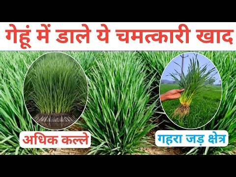 How to Increase White Roots and Tillers in Wheat Crop | Mycorrhiza Benefits for Wheat