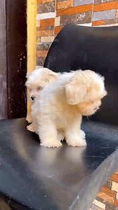 Divine Kennelmates🐾 on Instagram: "😍Lhasa Apso Pups Available For New Home🐶🏡 (M&F). The Puppies Are Active & Great Companion Breed, Never A Dull Moment With These Lovelies 😍💞 🗣Payment Validates Purchase/Delivery!👂🏼 For Other Luxury/Security Breeds Don’t Hesitate To Send a message or Call 📞09165108356 📍 Plateau State 🇳🇬 🚌Waybill/Delivery Nationwide 🇳🇬 The puppies are vaccinated with required documentations."