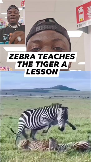 45K views · 185 reactions | Zebra teaches the Tiger  a b!tter lesson | World News | Facebook