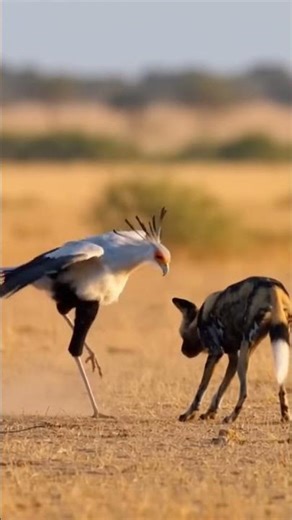 Secretary Bird vs African Wild Dog - Who Wins? #wildlife #shorts