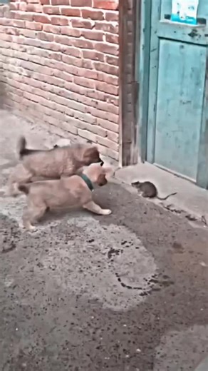 Top Comedy Moments from Comedy Kings 642