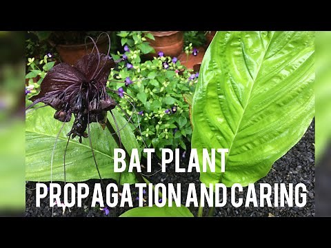 Bat plant propagation and caring
