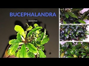 How to grow Bucephalandra