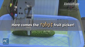 Is the age of robots upon us? Chinese researchers have unveiled a robot that can pick fruits and vegetables. | China Xinhua News