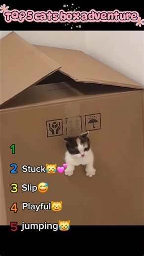 cats box adventure #top5 #catshorts #cat #cats