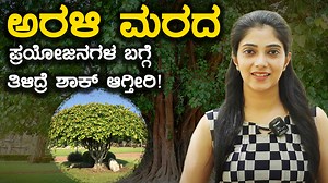 Peepal tree benefits | ಅರಳಿ ಮರದಿಂದ ಸಿಗುವ ಆರೋಗ್ಯಕರ ಪ್ರಯೋಜನಗಳಿವು...
