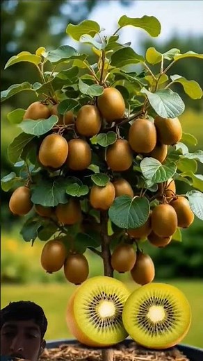 How to Grow Kiwi Plant at Home 🥝 | Easy & Fast Gardening Tips#kiwiplant #growkiwi #gardening
