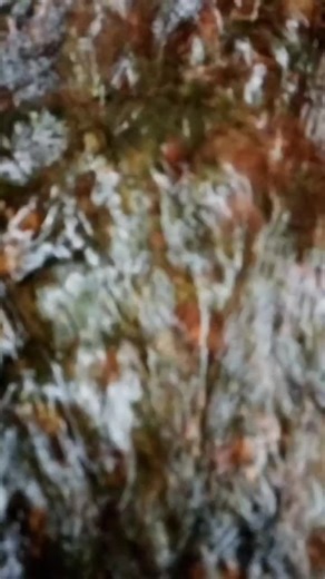 Videos de Fabian Salgado (@fabiansalgado40) con “sonido original - Fabian Salgado”