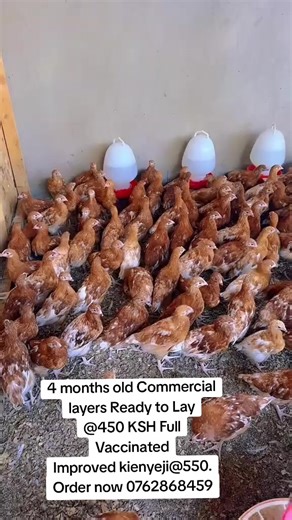 SMART FARM (@smart.farm08)’s videos with original sound - kemunto🐇🌹