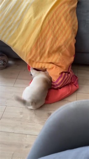 38K views · 1.3K reactions | Funny little pug 﫠﫣……..WOOF 凉 Pug puppies for adoption #pugloversv #PetLoversParadise #pugs #puglife #pug #dogs #petlovers #cutedogs #puglovers | Pug puppies for adoption | Facebook