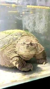 The DANGEROUS Monster Trend That's Ruining Our Cities #turtle #alligatorsnappingturtle