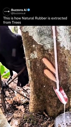 This is how Natural Rubber is extracted from trees.