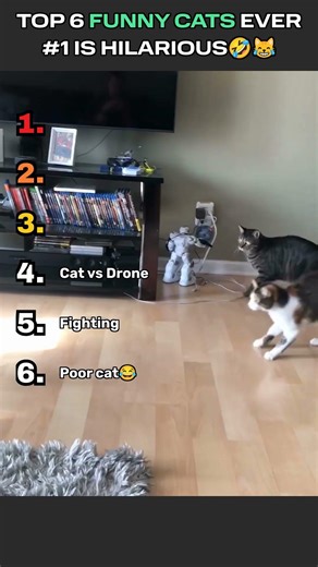 Top 6 Cat Fails 🐱 | Even Rank #1 Lost😂 #shorts #funny #trending #viral