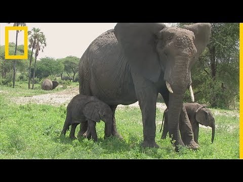 Nacen dos raros elefantes africanos gemelos | National Geographic en Español