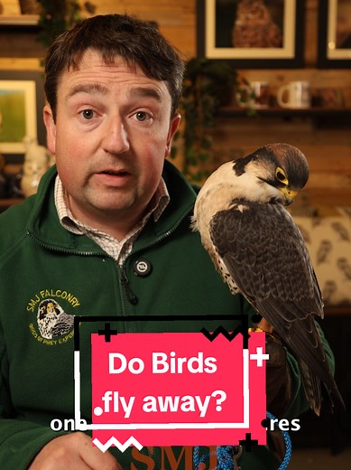 Can Birds Fly Away and Return to Their Owners?