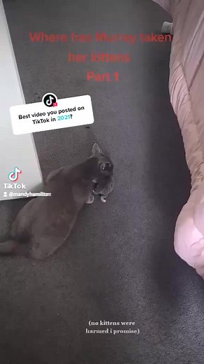 Answer @tiktok thanks to everyone who liked this and followed me 😊 #catsoftiktok #pregnantcat #kitten