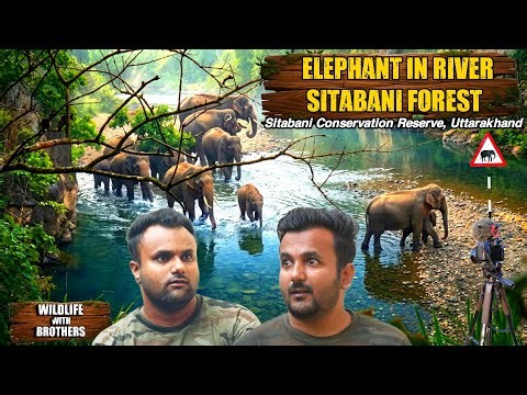 Wildlife With Brothers | Elephant River Crossing | Real Wildlife Sighting | Indian Jungle Safari
