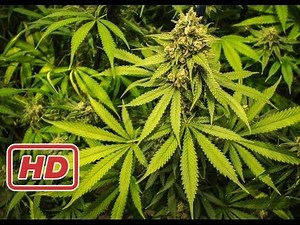 The Secret Documentary full @ Medical Marijuana Documentary New 2016 HD : THE TRUTH ABOUT HASHIS We