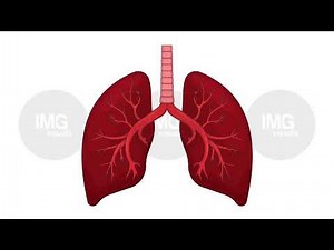 Healthy human lungs with bronchi respiration cartoon animation