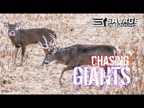 Chasing Giants - Illinois Whitetail Hunting at the Grigsby Farm