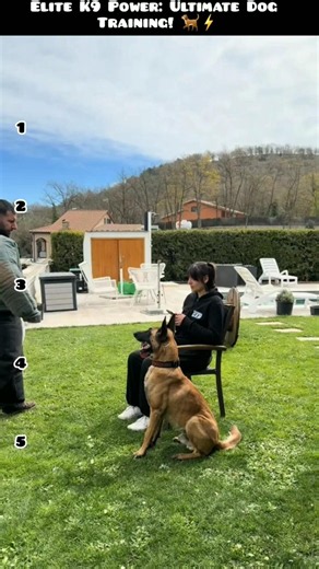 Elite K9 Power: Ultimate Dog Training! 🐕⚡#EliteK9#WorkingDog #Shorts
