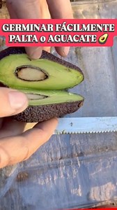 Germinar fácilmente semilla o hueso de aguacate 🥑 #palta #aguacate #huerta #huerta #cultivo #palto #frutal #germinar #semilla | Planeta Jardin