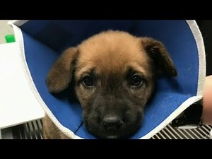 No Dogs Left Behind under pressure after CPV dogs adopted