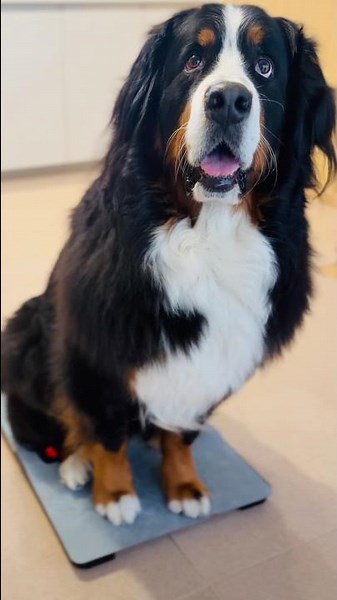 The Bernese Mountain Dog steps onto the scale at the signal "Time for weighing!" 🐾