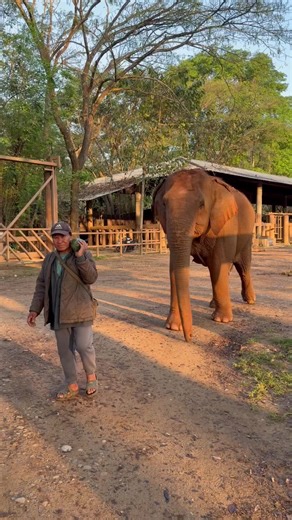 Friends, keepers, and the quiet earth that knew her footprints - We mourn Lucky, whose life was stolen in pieces and returned to her in fragments. She arrived into the world wrapped in chains and spotlight, a child made of thunder forced into a child’s play of performance and applause. For years the circus taught her to bow to laughter, to make her sorrow a trick, to trade the weight of her heart for a crust of bread. They shaped her spirit with flashes - the cold, bright violence of bulbs that 