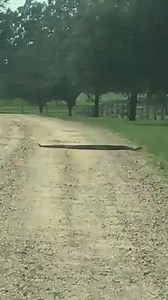 350K views · 1.3K reactions | That's a big snake...A woman caught what appears to be a MASSIVE rattlesnake on camera in Lamar County. Here's what she had to say about the encounter>> https://bit.ly/2MYBeAU | WDAM 7 | Facebook