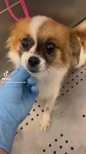 Part 11- bentley the papillion mix 🥰 #papillon #papillonmix #groomer #vetclinicgroomer #doggrooming #doggroomer #haircut #doghaircut #noshavenovember
