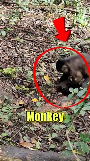The Brainy Capuchin Monkey 🐒 | Tool-Using Genius #CapuchinMonkey #AnimalFacts #CuteAnimal