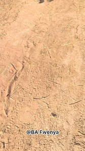 6.4K views · 424 reactions | Why muzanyina藍藍藍 Come to the big team guys✊ Register your account with afropari Welcome to afropari wing team a big company you never lose hope 﫶 .. Bet now !!!! Register now using this link and bet with afropari Get that 300 percent bonus on first deposit https://bit.ly/4hgluUD Use promo code MUZA2025 | Muzanyina | Facebook