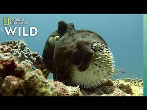 Unusual Octopus and Pufferfish Interaction - Rare Footage | Nat Geo Wild