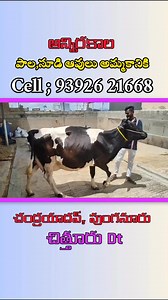 14 reactions | Cow for sale's #cow #bulls | Lks Chanal | Facebook