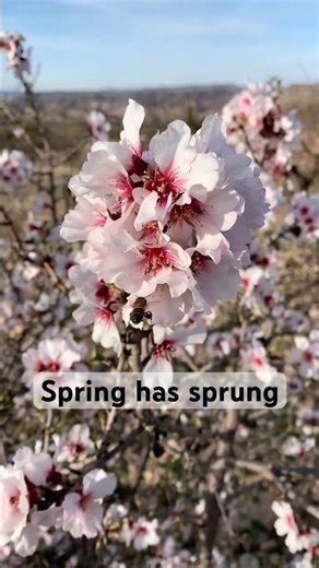 Happy Spring equinox #bees #almond #blossom #flowers #nature #mountains #spring #equinox #asmr