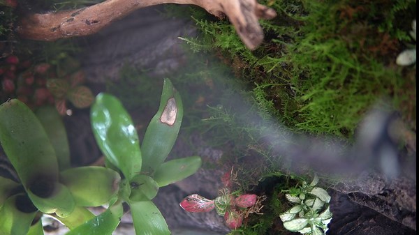 mius Misting Nozzles for Reptile Misting System for Terrarium Paludarium Vivarium Herbs, 1/4'', 1-Pack