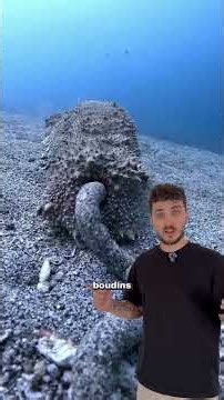 This animal breathes through its anus! 🤨 #ocean #seacucumber #fish #animals #nature