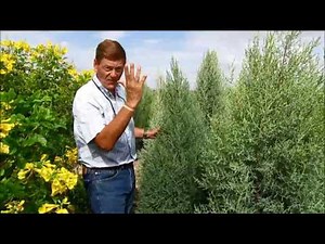 ARIZONA CYPRESS- Cupressus arizonica