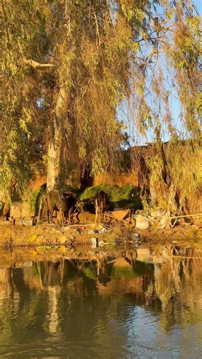 عند الغروب تحلو الجلسات الهادية 🤍 #اجواءالريف #politics #astronomy #CulturalHeritage #song #excitement #conversation #fiction #CommunityEvent #news #StudentRecognition | اجواء الريف