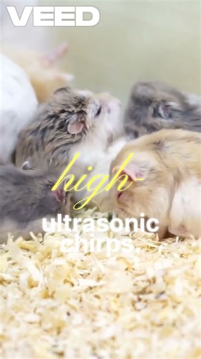 Rats Laughing Unheard Sounds