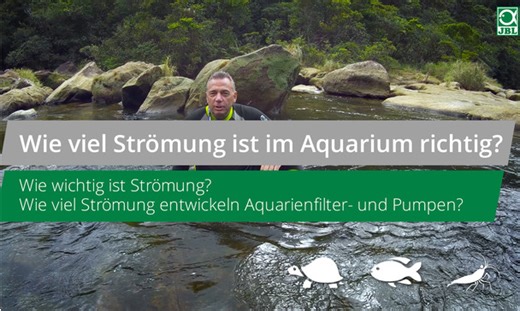 JBL TV #14: The current in the aquarium. How much do you need? How important is the current?