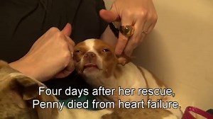 Chihuahua Rescue Captured In Heartbreaking Video Will Remind You Of The Power Of Love (VIDEO)