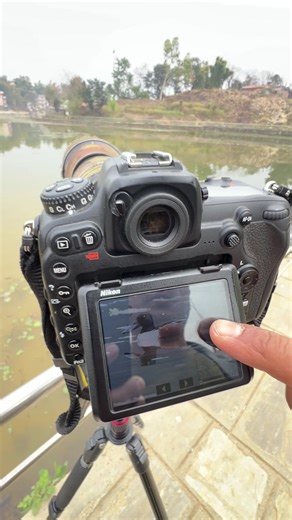 Northern Shoveler बेल्चाठुँडे हाँस The Northern Shoveler is a distinctive migratory duck, easily recognized by its large, spatula-shaped bill. A winter visitor to Nepal, it frequents wetlands, lakes, and marshes where it feeds by sweeping its bill through shallow water to filter out aquatic plants and small invertebrates. This elegant waterfowl adds seasonal diversity to Nepal’s wetland birdlife during the colder months. #northernshoveler #birdslife #birdsofnepal #birdsphotography #suprazphotogr